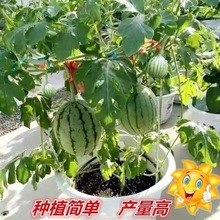 蜂蜜小西瓜四季盆栽西瓜阳台水果蔬菜无籽春季种植结果西瓜树种子