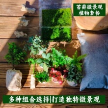 ̦�\΢���^С����ֲ��M���ײ� ��������ֲ���ֹ��Nֲdiy�쾰����