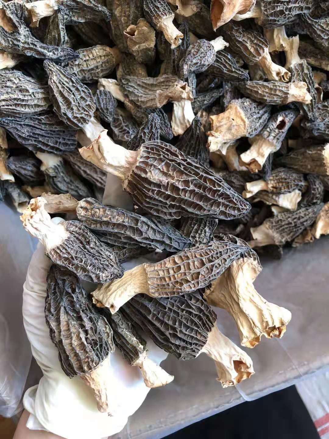 食用菌菌种：现代农业的新希望