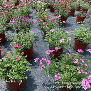 Fine-Leaf Beauty Cherry Flower Viewing Plant Park Courtyard Landscape Flower Viewing Ground Cover Seedlings Living Room Office Potted Green Plants