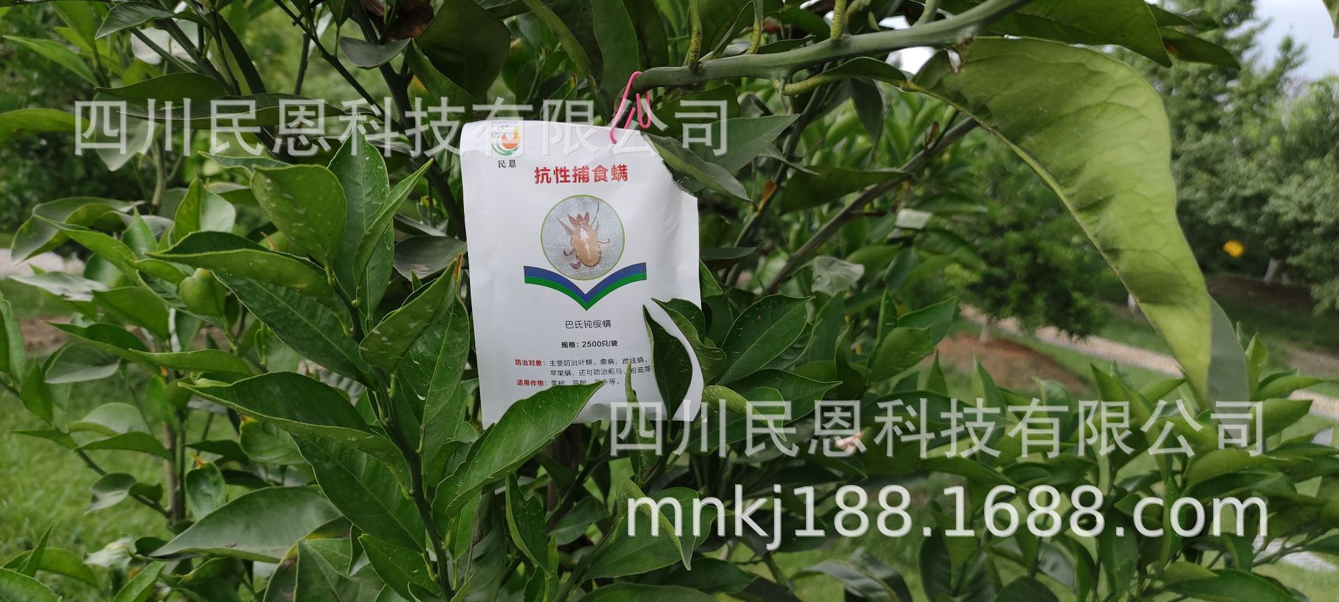 mmexport1627002193061