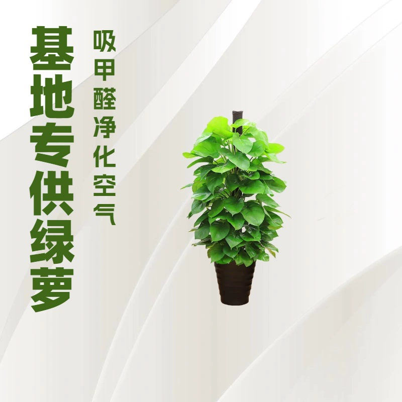 База канцелярских принадлежностей декоративное растение бонсай (1,5 м) с зелеными листьями и 5 горшками