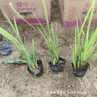 �S���ѾG����ľ���G���ܹ��̾G�����������S�������ѿ�SβС��