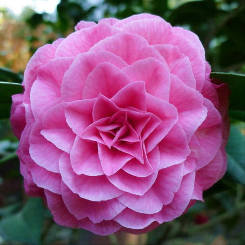 펀시아 5년생 모종(새싹이 많음)에 영양비료를 첨가함