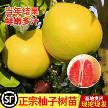 ɳ�����Ә�������Թ���ͥԺ�G���ϱ����Nֲ�����޽Ӵ��箔��Y��