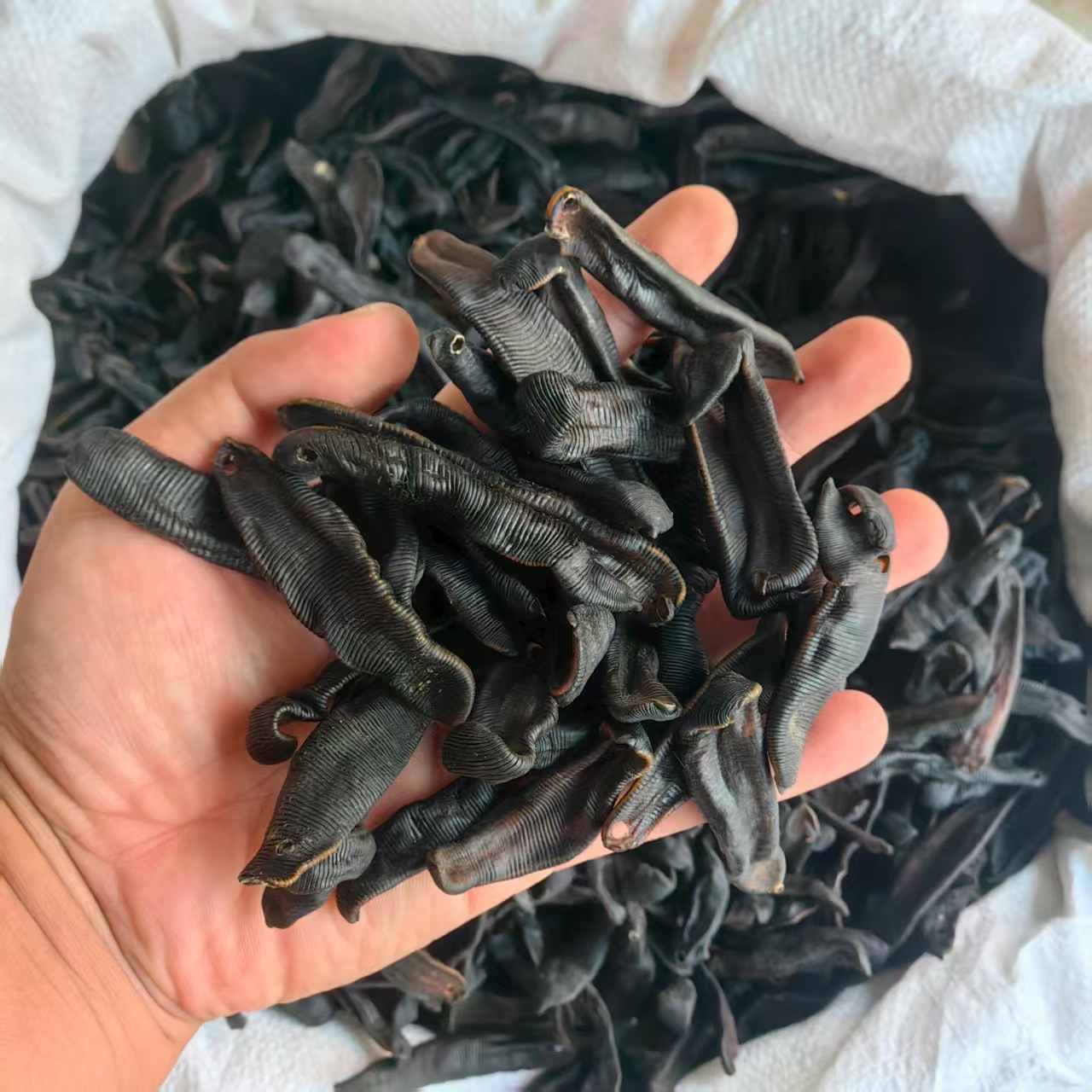 Dried Leech Shui Zhi 水蛭 Whole Dried Medicinal Herb 500g Traditional TCM Ingredient key features