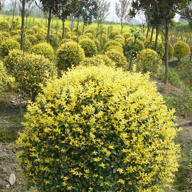 Основные поставки золотых шаров из самшита для проектов по зеленению, сферических растений для живой изгороди во дворе, золотые шары из самшита легко выживут.