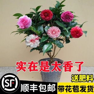 �������軨�����ļ�����ɽ�軨����ɫ�൤�����ͻ����҃�ֲ����B
