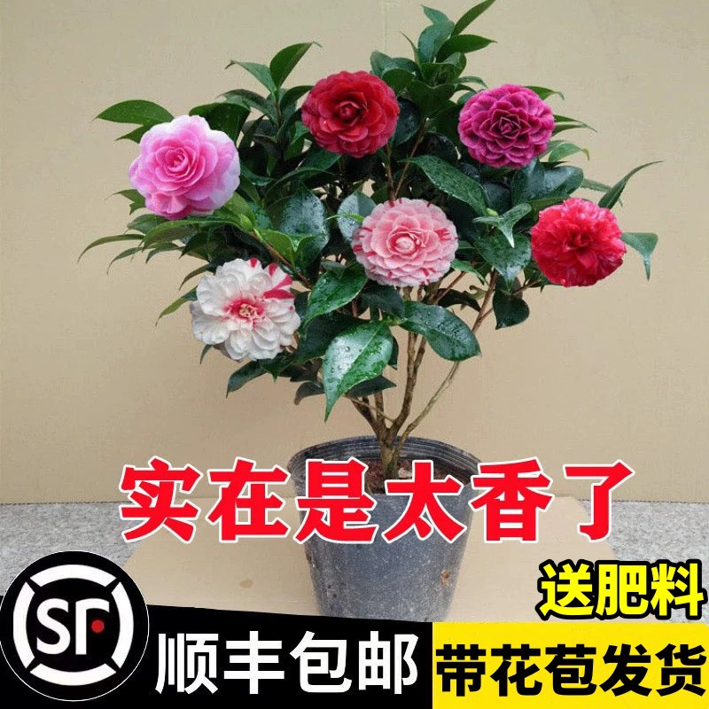 봉오리가 있는 동식물 화분, 사계절 묘목, 동백 묘목, 다섯색 붉은 붉은색 강한 향기의 꽃, 관리가 쉬운 실내 식물