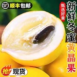 新鲜冬蜜黄晶果应季水果罕见牛奶雅美黄晶果顺丰包邮批发代发