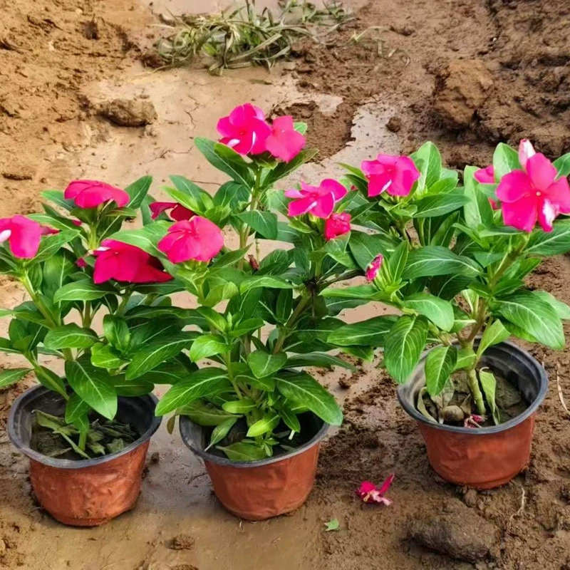 Цветы перивинкилла распускаются каждый день, оптом в больших количествах, рассада перивинкилла, рассада малого и большого размера, базовая цена на цветы-травы.