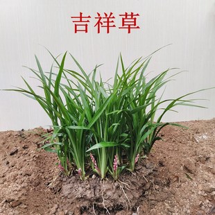 ������� �ɉ��m������ С�~�f��������  ��������� �f������
