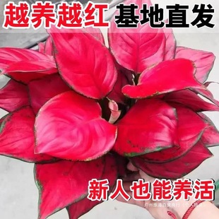 ˮ��ֲ���f���þGֲ�t�҃����Լt�����BС�缪���ʺ��k��������