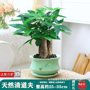 �lؔ���҃�С���ԾGֲ����ˮ��ֲ��G�}�ļ����B���k��������