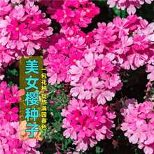 ��Ů�ѷN���ļ��׻���B���˻������L���ԾGֲ�r�������Ј����N��