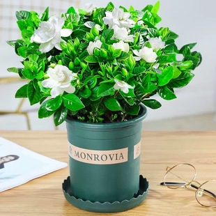 �������ԗd�ӻ���ֲ������÷������òݾ�������BС�����{ѩ��