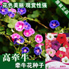 Morning Glory Seed Morning Glory Trumpeue Flower Seeds Seeds Seeds Flower Flowers Zhongzi Vegetable Seeds wholesale vegetables