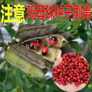 ��˼���N�� �uĸ��N�ӿ�ȸ���N�Ӻ��t���N�����˶��t���N��