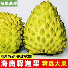 正宗牛奶凤梨释迦果大果番荔枝海南新鲜释迦摩尼果佛头果整箱包邮