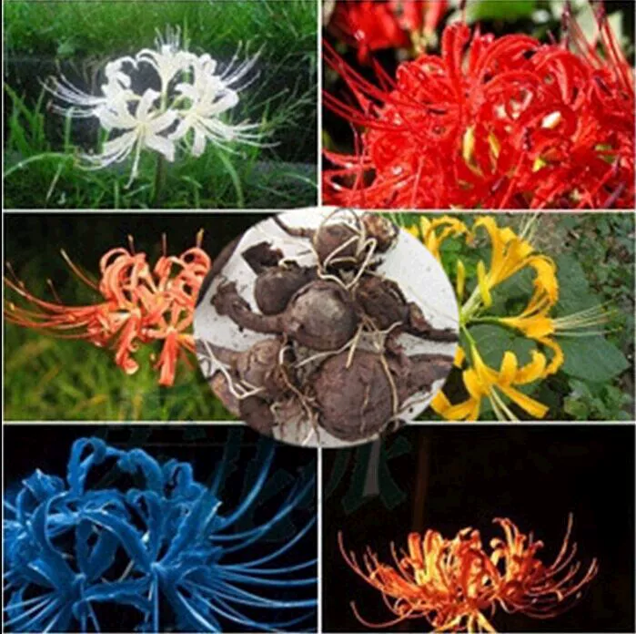 Бианхуа семян мяч оптом дурман цветок двор в горшке Lycoris Radiata видов цветов электронной коммерции мяч поколения видов цветов