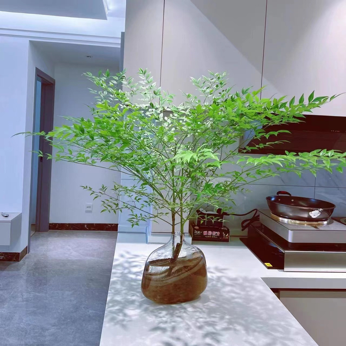 南天竹水培植物麻醉木吊钟平替绿植室内客厅北欧风网红植物好养-阿里巴巴