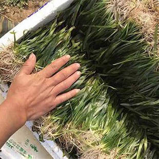 ���ˮ�ݱ������횲ݺӵ�����С���rз�~���쾰�Bֳ������ˮֲ��