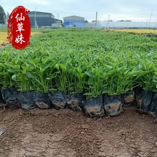 Purple Flower Diting Open-Air Seedlings Price Perennial Purple Flower Diting Wholesale Price Qingzhou Purple Flower Diting Base Now Seedlings