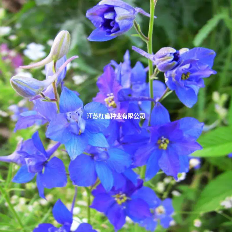 Семена чибирданы маленькие семена дельфиниума плотный цветок синий сад пейзаж цветок морской проект озеленение цветочных семян