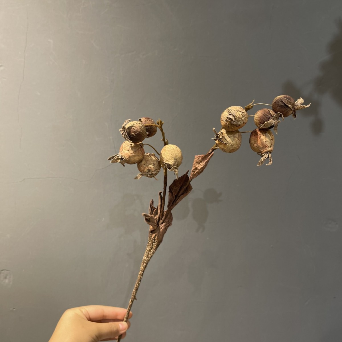 자두 다크 브라운