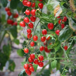 Red Cherry Tomato Seeds, First-Generation Hybrid R Seed Balls for Potted Balcony High Yield
