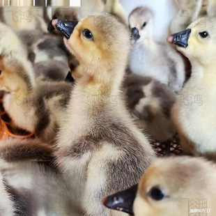 �{���^���N�����ش��ZС�Z���Z���Nһ��{�^�Z����ʳ�ó���