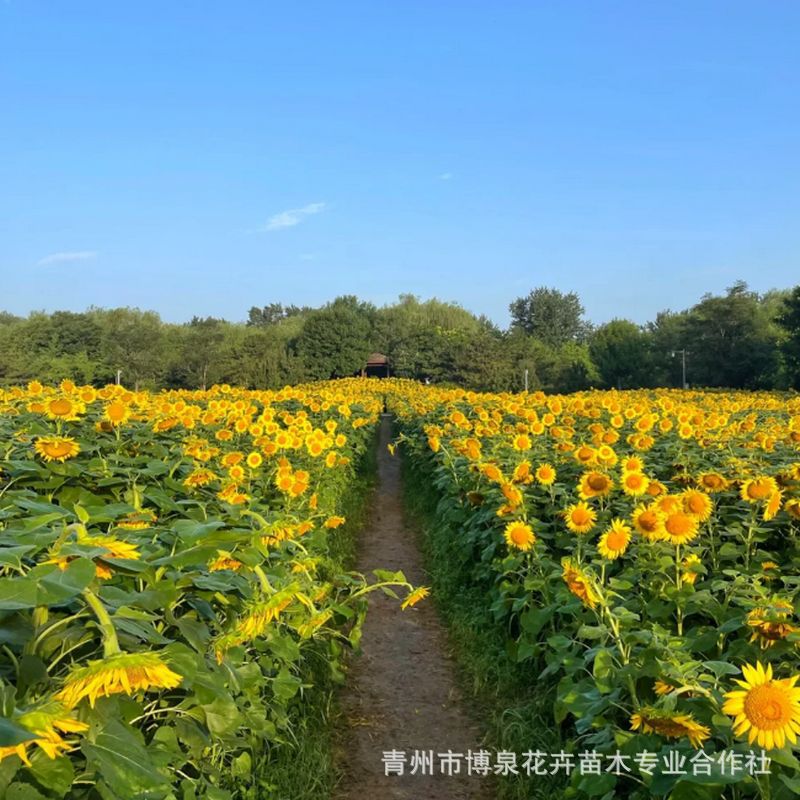 专业向日葵草花培育基地供应苗正带土精心发货带土正苗质量硬