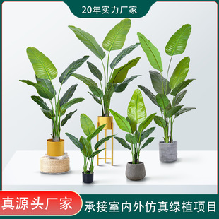 �羳�������Gֲ�ָ����˽�120cm����҃ȸ߶˷���ֲ��Ž���