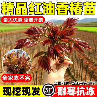 �����㴻���m�t�Ͱ���ʳ���㴺���紺ѿ�ͺ��Ϸ��Nֲ�������Թ���