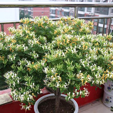 耐寒金银花树苗盆栽室内浓香花卉阳台庭院老桩四季开花爬藤绿植物