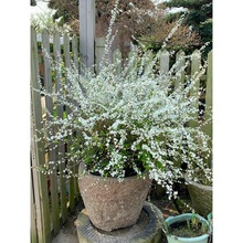 �҃����ͺ����B�Ļ������ԇ�ѩ���͟�ͥԺ�̨�Nֲѩ�������Gֲ��