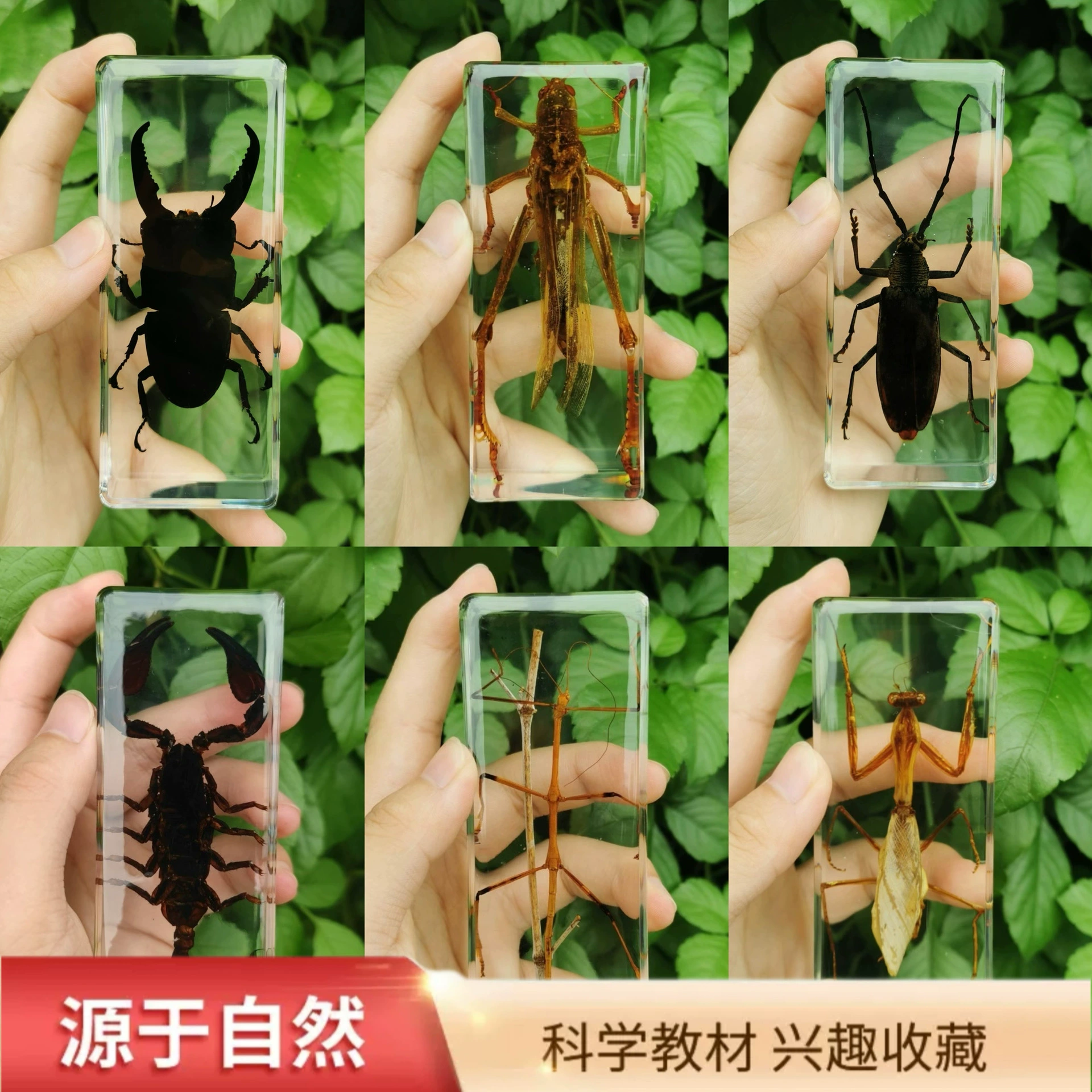 Weng Kai образец скорпиона, украшения из смолы, модель насекомого, подарки для друзей, подарки, студенческие призы, памятные дни рождения