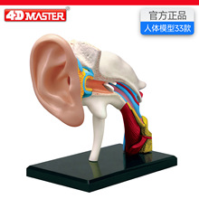4D Master�������ģ������ṹ����ҽѧ���ʽ�ѧ�ɲ�жչʾ