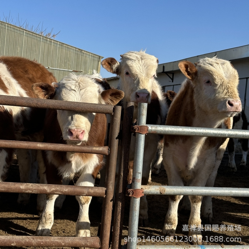 西门塔尔牛牛犊肉牛哪有卖鲁西黄牛 西门塔尔牛牛苗多少一头