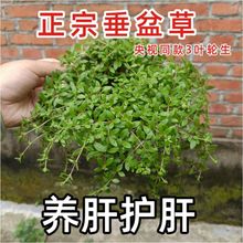 ���ڴ���������B���o����ș�N�����r��Ұ��ʳ�õ��m�Gֲ������B