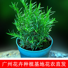 ԵrֲNӷN̨ļԵţſʳ