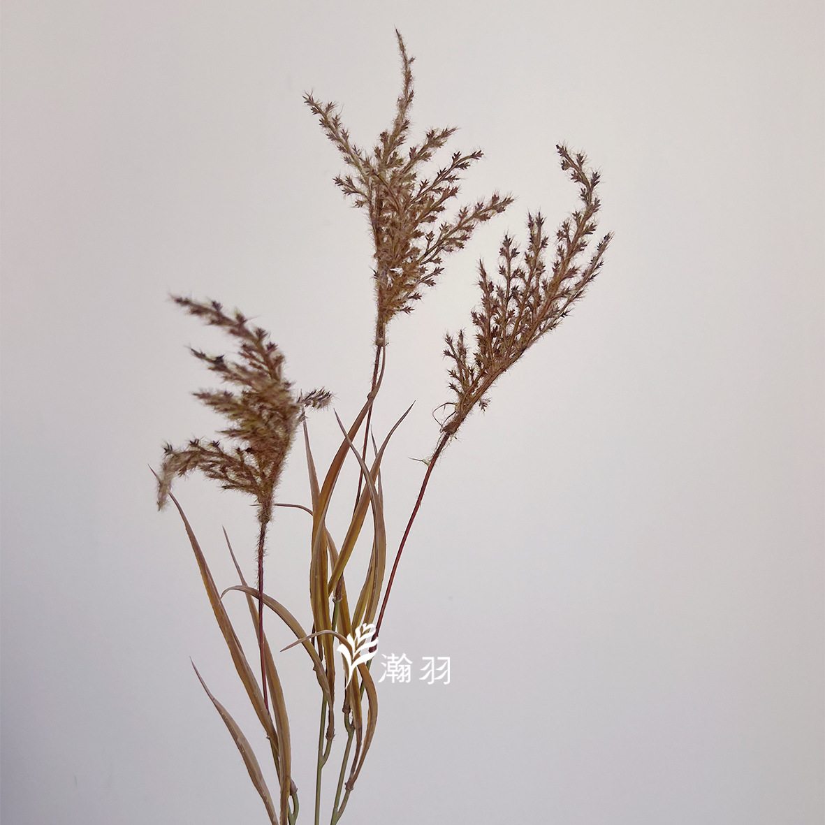 커피 그린