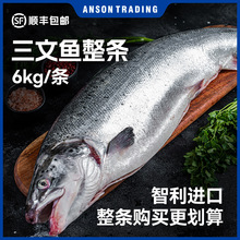 整条赛马克三文鱼智利大西洋鲑鱼冷冻鱼片海鲜食材零售批发日料