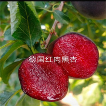 ����������ɫƷ�N��������Ә�t���Ә�����Ʒ�N�����箔��Y��