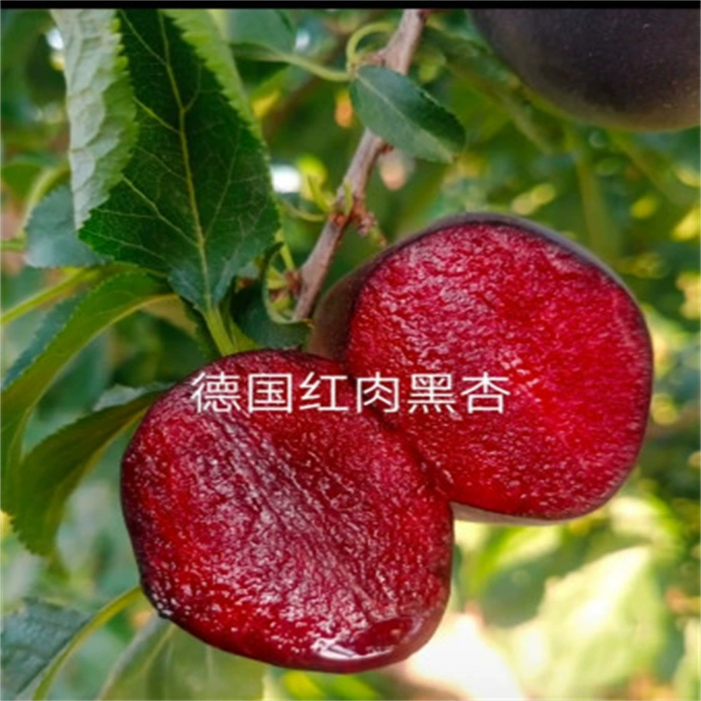 Немецкий Черный Абрикос Рассада Специальный Сорт Абрикос Рассада Черный Абрикос Красное Мясо Абрикос Рассада Новый Разнообразие фруктовых деревьев Рассада