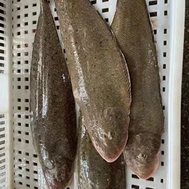 其他水产加工;水产干货类;鱼类