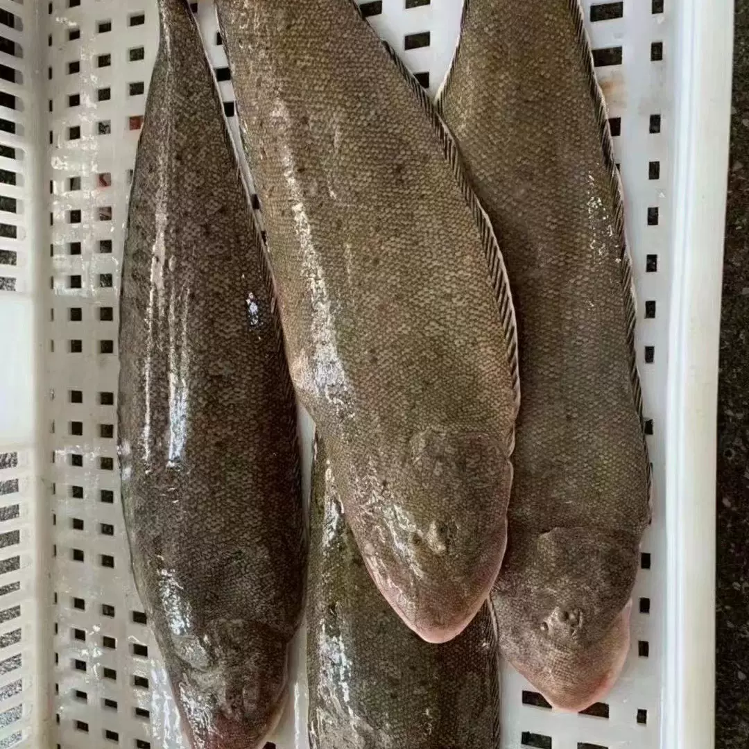 福建东山岛 龙利鱼 舌头鱼 海鲜冷冻海产批发 食用农产品火锅