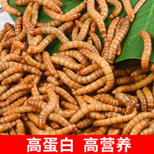 ����x���x�S���x�}��ü�B�˸猙�����ϐ�����~�B�Z����l