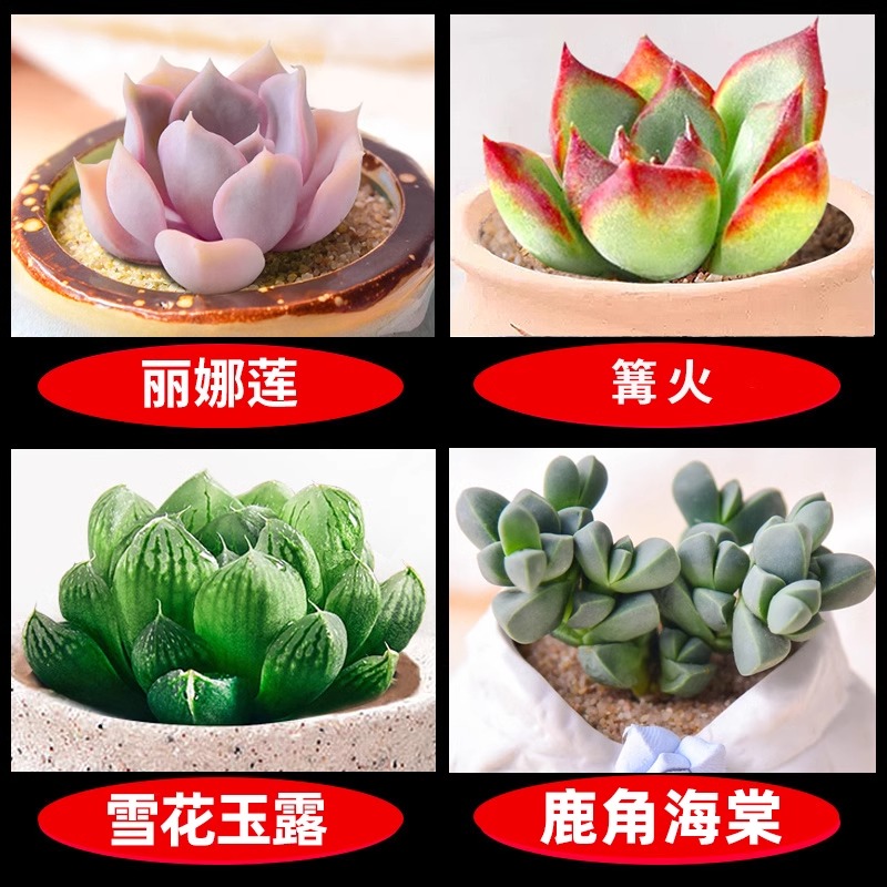 리나 로터스 + 캠프파이어 + 눈꽃 옥 이슬 + 뿔 베고니아