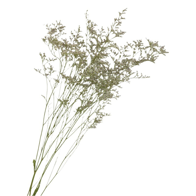 Rhapsody nuevo producto Clase A Lover Grass 100g Mori Natural Dry Flower Real Flower Decoración del hogar Fábrica de Yunnan al por mayor